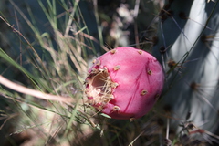 Opuntia lagunae