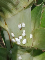 Insecta