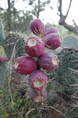 Opuntia lagunae
