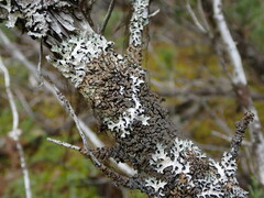 Hypogymnia austerodes