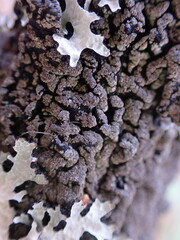 Hypogymnia austerodes