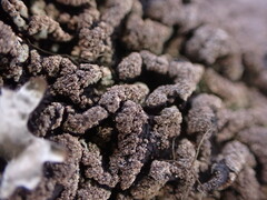 Hypogymnia austerodes