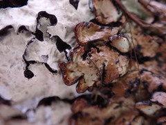 Hypogymnia austerodes