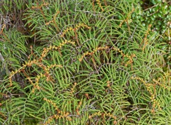 Gleichenia alpina