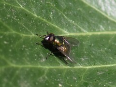 Neomyia cornicina