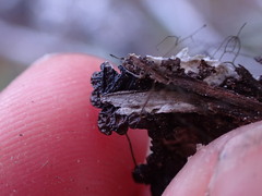 Hypogymnia austerodes