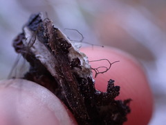 Hypogymnia austerodes