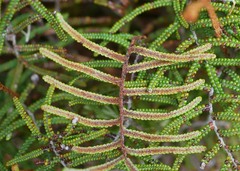 Gleichenia alpina