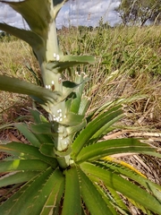 Insecta