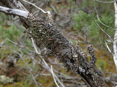 Hypogymnia austerodes