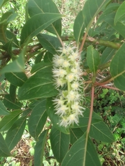 Phytolacca dioica