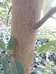 Phytolacca dioica