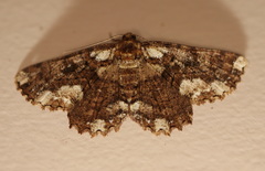 Paradromulia ambigua