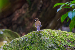 Chamaetylas choloensis