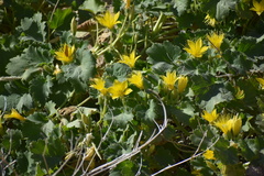Eucnide bartonioides