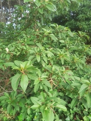 Phytolacca dioica