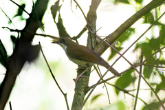 Chamaetylas choloensis