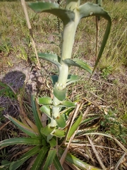 Insecta