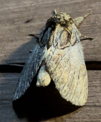 Peridea basitriens