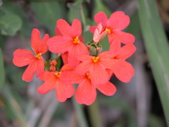 Crossandra