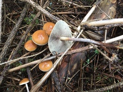 Hypholoma marginatum