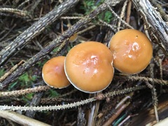Hypholoma marginatum