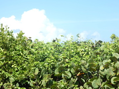 Battus polydamas