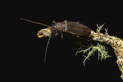 Arhopalus hispaniolae