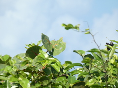 Battus polydamas
