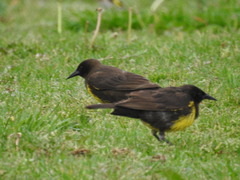 Pseudoleistes virescens