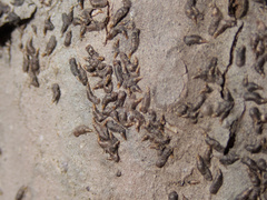 Lepidosaphes ulmi