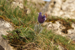 Pulsatilla