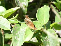 Junonia zonalis