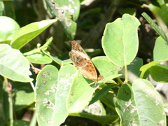 Junonia zonalis