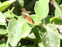 Junonia zonalis