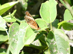 Junonia zonalis