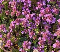 Thymus serpyllum