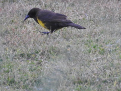 Pseudoleistes virescens