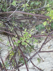Erythrostemon pannosus