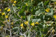 Eucnide bartonioides