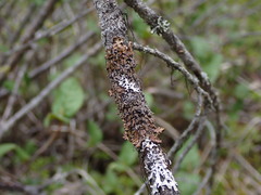 Hypogymnia austerodes