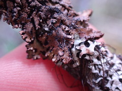 Hypogymnia austerodes