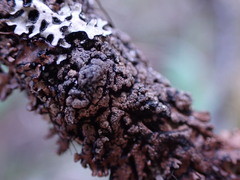 Hypogymnia austerodes