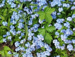 Myosotis sylvatica