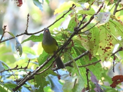 Cnemoscopus rubrirostris