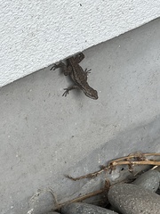 Sceloporus occidentalis