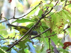 Cnemoscopus rubrirostris