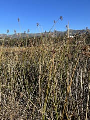 Schoenoplectus californicus