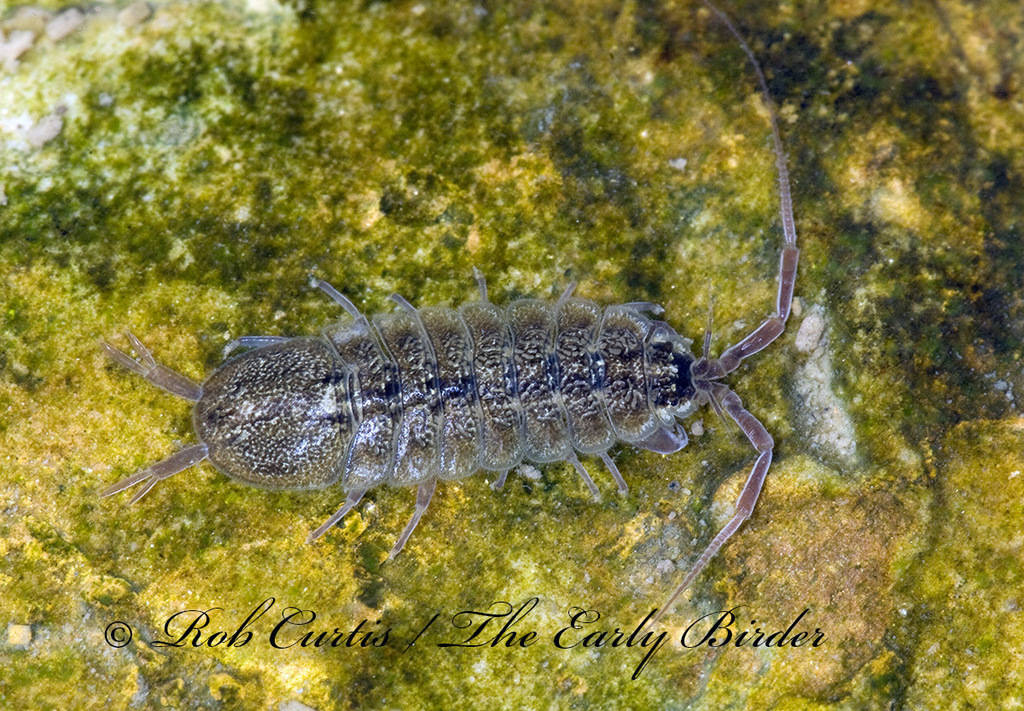Flat Waterslaters