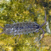 Flat Waterslaters - Photo (c) robirdman, some rights reserved (CC BY-NC), uploaded by robirdman